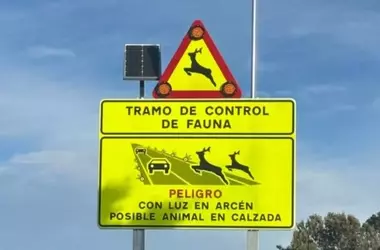 Los bosques: pilares esenciales para el futuro sostenible global