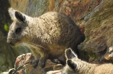 La Vizcacha Ecuatoriana: Un Compromiso Vital por Su Supervivencia y Su Hábitat