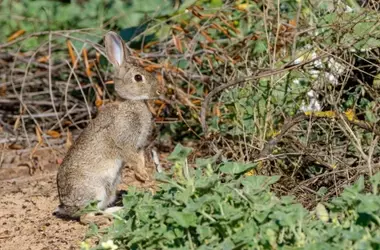 La Península Ibérica alberga dos especies de conejos, un descubrimiento que redefine su conservación