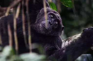 Día Mundial del Chimpancé: Urgente Llamada a la Acción por Nuestros Parientes Próximos