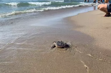 Murcia, Baluarte de la Tortuga Boba en el Mediterráneo Español