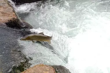 Urgente Llamamiento en Asturias: Pescadores Piden Prohibir la Captura de Salmón Ante el Colapso Histórico de Poblaciones
