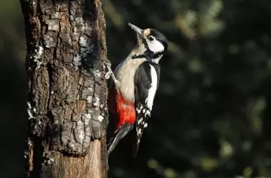 Aves Carpinteras Revelan la Salud Ambiental en las Lagunas de Ruidera