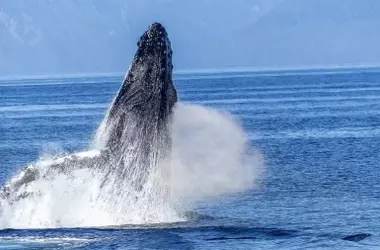 El Regreso Esperanzador de las Grandes Ballenas al Atlántico Sudoriental