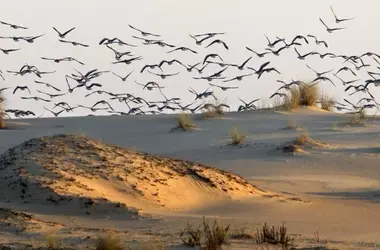 Doñana en riesgo: La UNESCO considera incluirla en la lista de Patrimonio Mundial en Peligro por la gestión del agua