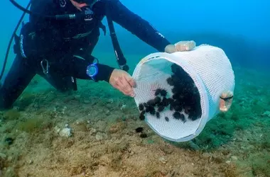 Liberación Masiva de Erizos de Mar en el Cabo de San Antonio para Impulsar la Biodiversidad Marina