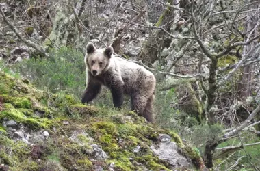 Osos pardos de la Cordillera Cantábrica simulan mayor tamaño para dominar