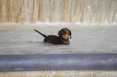 Perros y el Calor Extremo: Luchando contra la Amenaza del Golpe de Calor