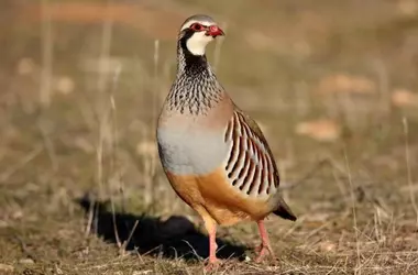 Declive alarmante de aves cinegéticas en España: más de la mitad en regresión