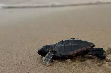 Invasión Silenciosa: La Amenaza de las Tortugas Exóticas en los Lagos Navarros
