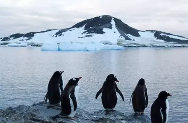 Impactante declive poblacional: La colonia de pingüinos emperador en la isla Coulman enfrenta un futuro incierto