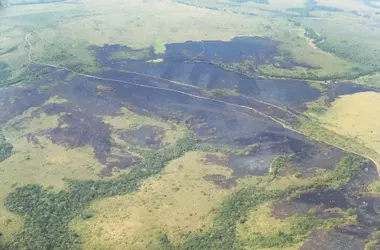 Aumento Alarmante de la Deforestación Amazónica Colombiana impulsada por la Ganadería, según Greenpeace