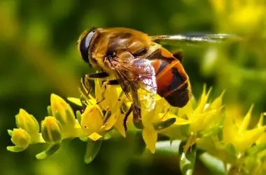 La imperiosa necesidad de una prevención forestal activa en Europa