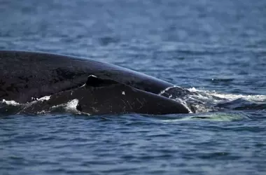 Un dron capta el nacimiento extraordinario de una ballena jorobada en las costas australianas