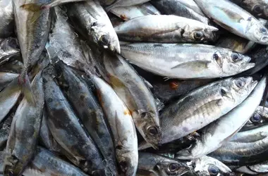 Un Nuevo Parásito Microsporidio Descubierto en la Sardina Común del Atlántico