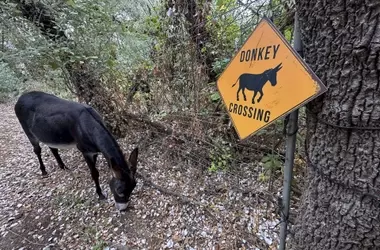 El papel multifacético de los burros en España: de guardianes forestales a terapeutas