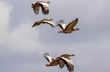 La Política Agrícola Común y la Conservación de Aves Esteparias en España: Un Análisis Crítico