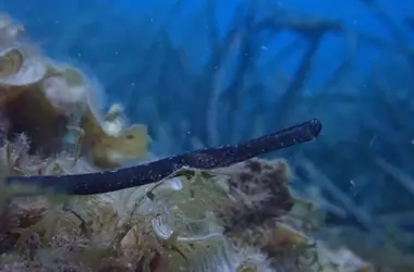 Iniciativa de Conservación: Liberación de Peces Pipa en Baleares