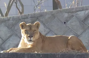 Muerte de Leones en Zoológico Japonés Causa Indignación por Ola de Calor