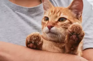 El drama silencioso de las mascotas exóticas abandonadas