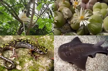 Iniciativa 'Fénix': DiCaprio y Bezos Unen Fuerzas para Salvar Cien Especies Amenazadas