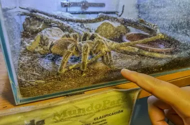 Animales Exóticos: Mascotas Abandonadas y el Refugio de MundoPark
