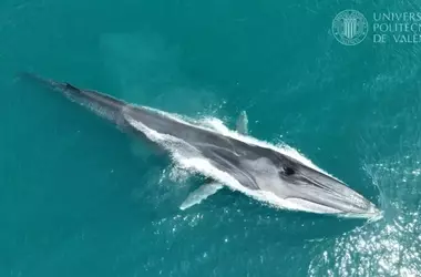 Nuevas Herramientas para el Estudio de Rorcuales en el Mediterráneo: Drones y Análisis de ADN