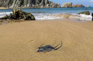 La Carabela Portuguesa: Un Fenómeno Marino en Aumento en las Costas Españolas Atribuido al Calentamiento Global