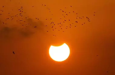 Campaña de Ciencia Ciudadana Observará el Comportamiento Animal Durante Eclipses Solares
