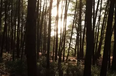 Cenizas de Olivar: Un Remedio Ecológico para la Contaminación Minera