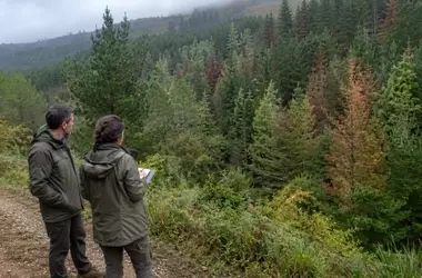 La Plaga del Pino en la Cornisa Cantábrica Exige un Cambio Forestal Urgente