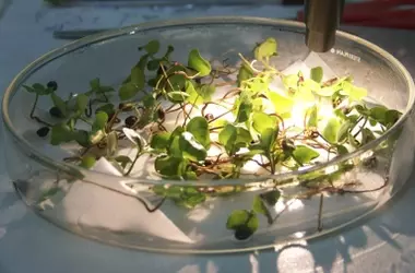 El Banco de Germoplasma de Andaluc￭a: El "Arca de No￩" que Salvaguarda el Futuro Vegetal