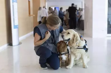 Descubriendo la Capacidad Canina: Perros Distinguen Emociones Humanas