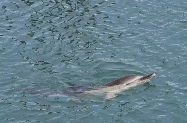 Descubriendo el Mundo Submarino: La Ecolocalización de los Delfines
