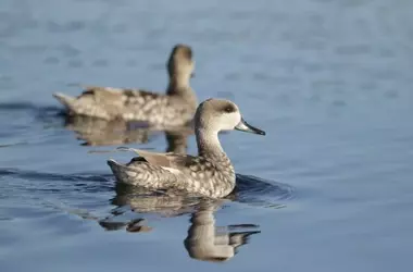 Un año excepcional para la reproducción de aves acuáticas en el Parque Nacional de Las Tablas de Daimiel