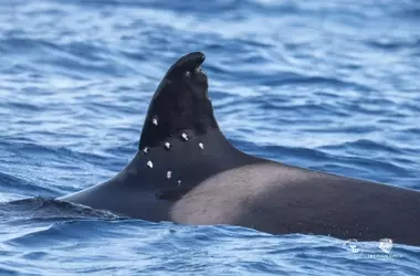 Detectan heridas de perdigones en una orca ibérica en el Estrecho