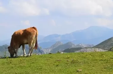 La Tradición Ancestral de la Saca de Yeguas en Doñana y Hinojos