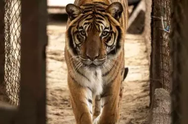 Treinta Felinos Grandes Reubicados de Argentina a Santuarios de Vida Silvestre