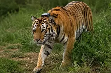 Éxito de la Reintroducción del Asno Salvaje en el Néguev