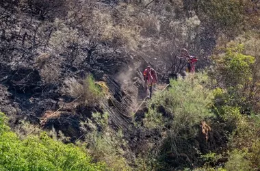 Estudio Revela Que Incendios Afectan Bosques Antes Inmunes