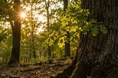 Galicia: Avances en Reducción de Emisiones Obscurecidos por el Transporte y Amenazas Forestales