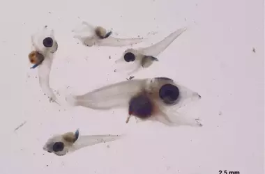 Vulnerabilidad de las larvas de atún rojo al calentamiento del Mediterráneo