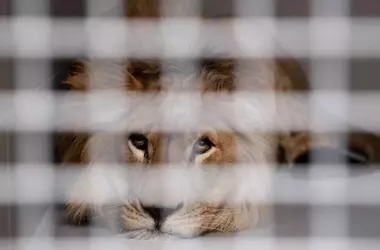 Búsqueda de un posible león en la sierra de Toledo con medios aéreos