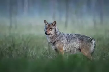Asturias aprueba la caza de 67 lobos para la gestión poblacional