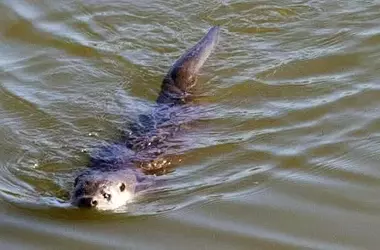 El Regreso de la Nutria al Río Bronx: Un Símbolo de Restauración Ecológica en Nueva York