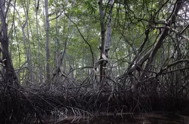 Los manglares del mundo: de la recuperación a los desafíos persistentes