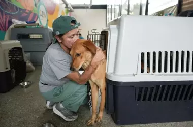 Esperanza de Reencuentro para Mascotas Supervivientes del Terremoto en Colombia