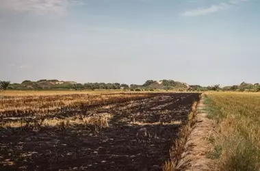 Devastación Agrícola en España: Incendios Azotan los Campos y Generan Pérdidas Millonarias