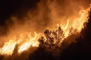 Burros mallorquines: Héroes inesperados en la prevención de incendios