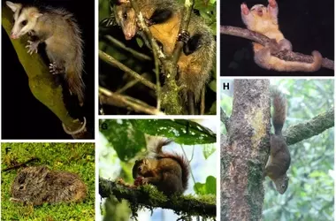 Descubrimiento Asombroso: Biodiversidad de Pequeños Mamíferos en Corredor Ecológico Ecuatoriano